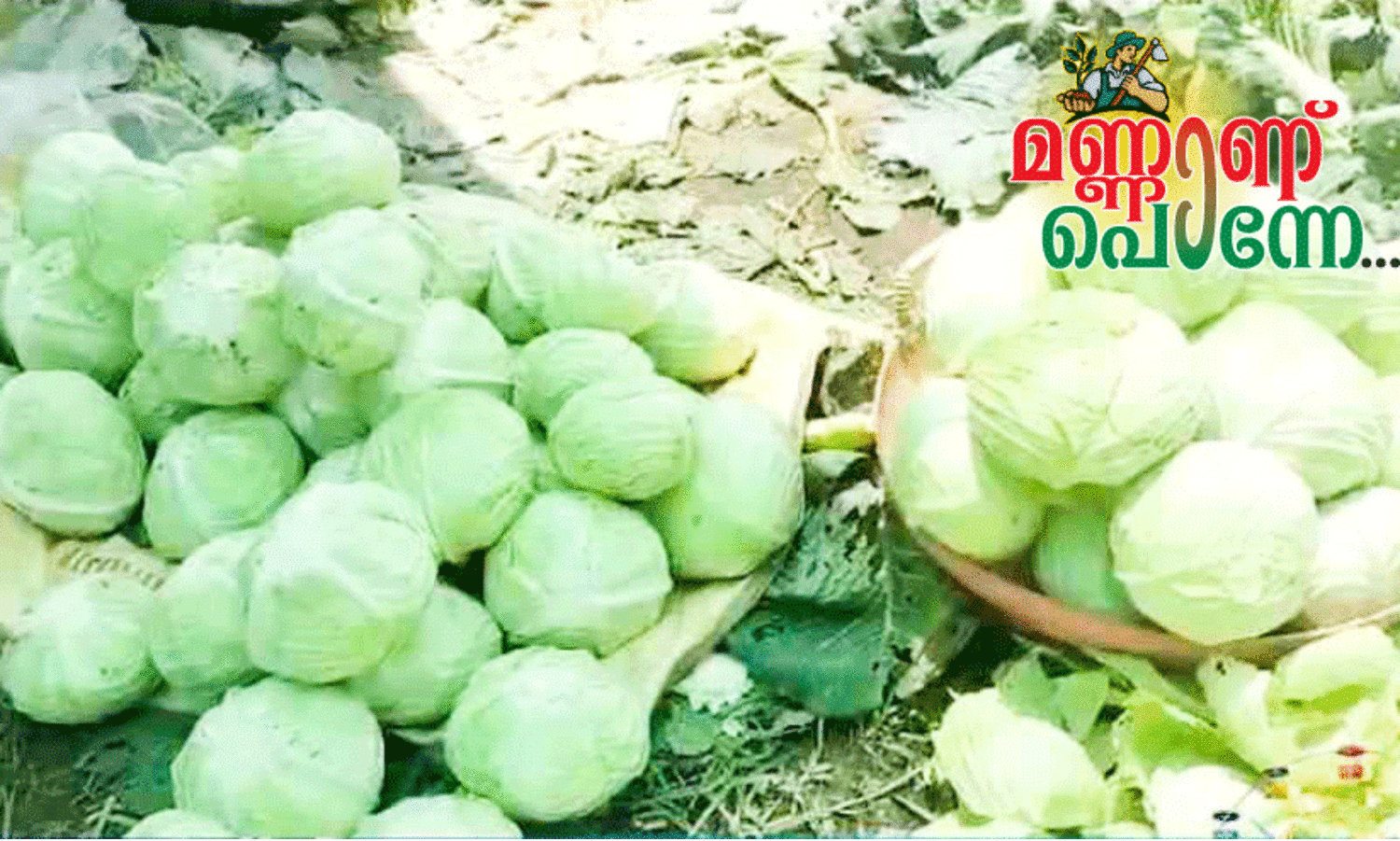 ഏലത്തിന് ഇടവിളയായി കാബേജ് കൃഷി; വൻ വിളവ് നേടി യുവ കർഷകർ