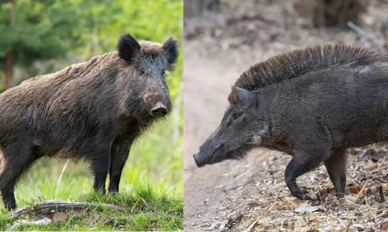 മലമ്പുഴയിൽ പന്നിയിടിച്ച് ബൈക്ക് യാത്രികന് പരിക്ക്