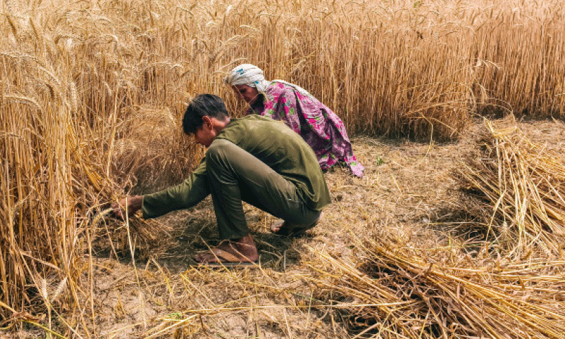 agriculture agriculture