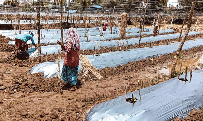 ആശ്വാസമായി വേനൽ മഴ; പച്ചക്കറി കൃഷിക്ക് ഉണർവ് ആശ്വാസമായി വേനൽ മഴ; പച്ചക്കറി കൃഷിക്ക് ഉണർവ്