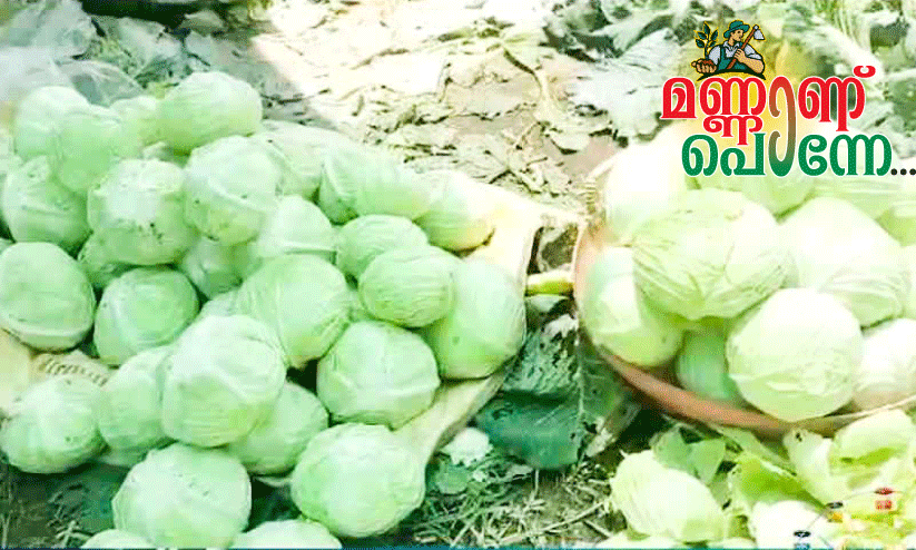 ഏലത്തിന് ഇടവിളയായി കാബേജ് കൃഷി; വൻ വിളവ് നേടി യുവ കർഷകർ ഏലത്തിന് ഇടവിളയായി കാബേജ് കൃഷി; വൻ വിളവ് നേടി യുവ കർഷകർ