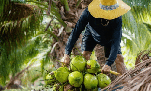 coconut farmers