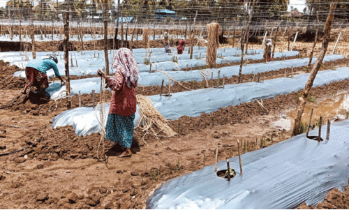 ആ​ശ്വാ​സ​മാ​യി വേ​ന​ൽ മ​ഴ; പ​ച്ച​ക്ക​റി കൃ​ഷി​ക്ക് ഉ​ണ​ർ​വ്