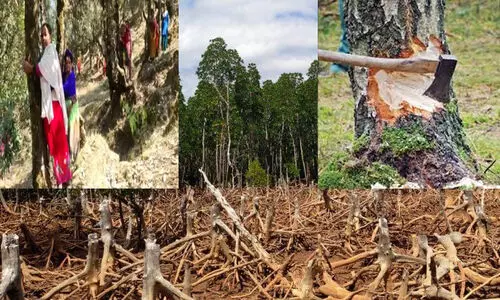 2000 മുതൽ ഇന്ത്യക്ക് നഷ്ടമായത് 2.33 ദശലക്ഷം ഹെക്ടറിലെ മരം