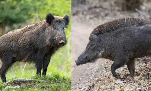 മലമ്പുഴയിൽ പന്നിയിടിച്ച് ബൈക്ക് യാത്രികന് പരിക്ക്