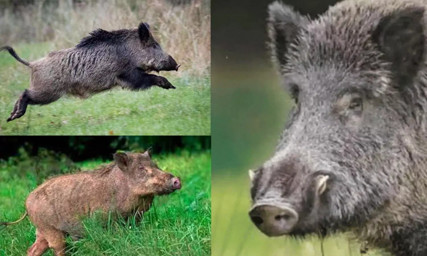 കാട്ടുപന്നി റോഡിന് കുറുകെ ചാടി, ബൈക്ക് നിയന്ത്രണം വിട്ട് മറിഞ്ഞ് ദമ്പതികൾക്ക് പരിക്ക്