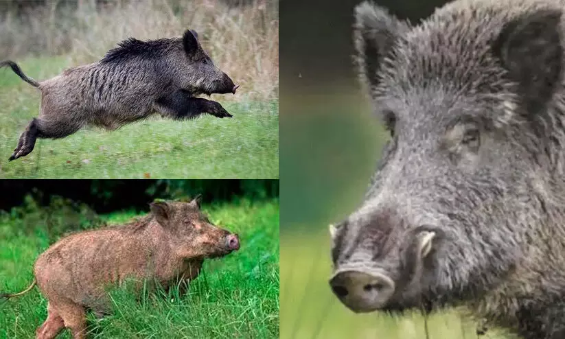 കാട്ടുപന്നി റോഡിന് കുറുകെ ചാടി, ബൈക്ക് നിയന്ത്രണം വിട്ട് മറിഞ്ഞ് ദമ്പതികൾക്ക് പരിക്ക് കാട്ടുപന്നി റോഡിന് കുറുകെ ചാടി, ബൈക്ക് നിയന്ത്രണം വിട്ട് മറിഞ്ഞ് ദമ്പതികൾക്ക് പരിക്ക്