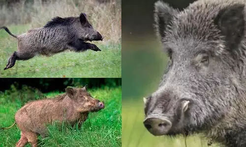 കാട്ടുപന്നി റോഡിന് കുറുകെ ചാടി, ബൈക്ക് നിയന്ത്രണം വിട്ട് മറിഞ്ഞ് ദമ്പതികൾക്ക് പരിക്ക്