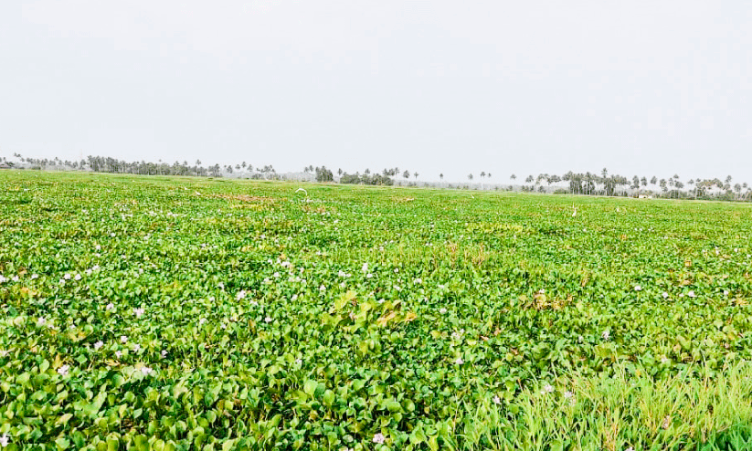 ആലപ്പുഴ-കോട്ടയം യാത്രാബോട്ട് എട്ടുമണിക്കൂർ കായലിലെ പോളയിൽ കുടുങ്ങി ആലപ്പുഴ-കോട്ടയം യാത്രാബോട്ട് എട്ടുമണിക്കൂർ കായലിലെ പോളയിൽ കുടുങ്ങി