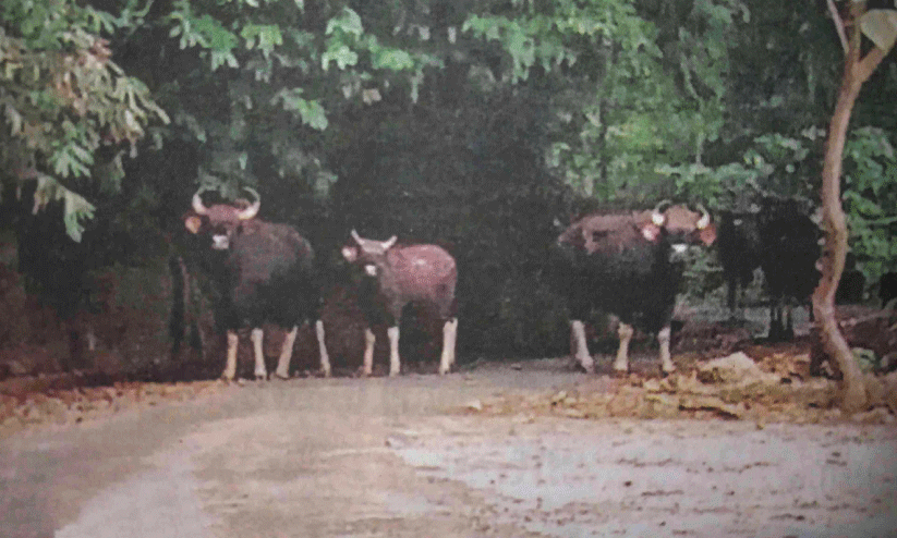 കാട്ടുപോത്തിൻകൂട്ടം കാട്ടുപോത്തിൻകൂട്ടം