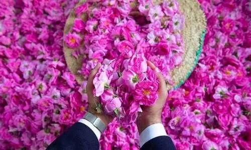 ത്വാ​ഇ​ഫ്​ റോ​സാ​പ്പൂ മേ​ള​ക്ക് നാ​ളെ തു​ട​ക്ക​മാ​വും