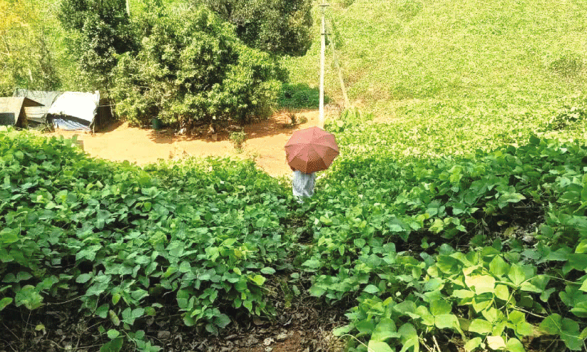 Chengara tribal Colony, Chengara tribal Colony,