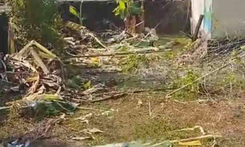 wild elephant menace