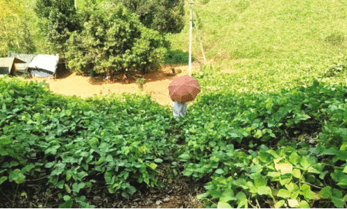 Chengara tribal  Colony,