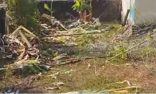 wild elephant menace