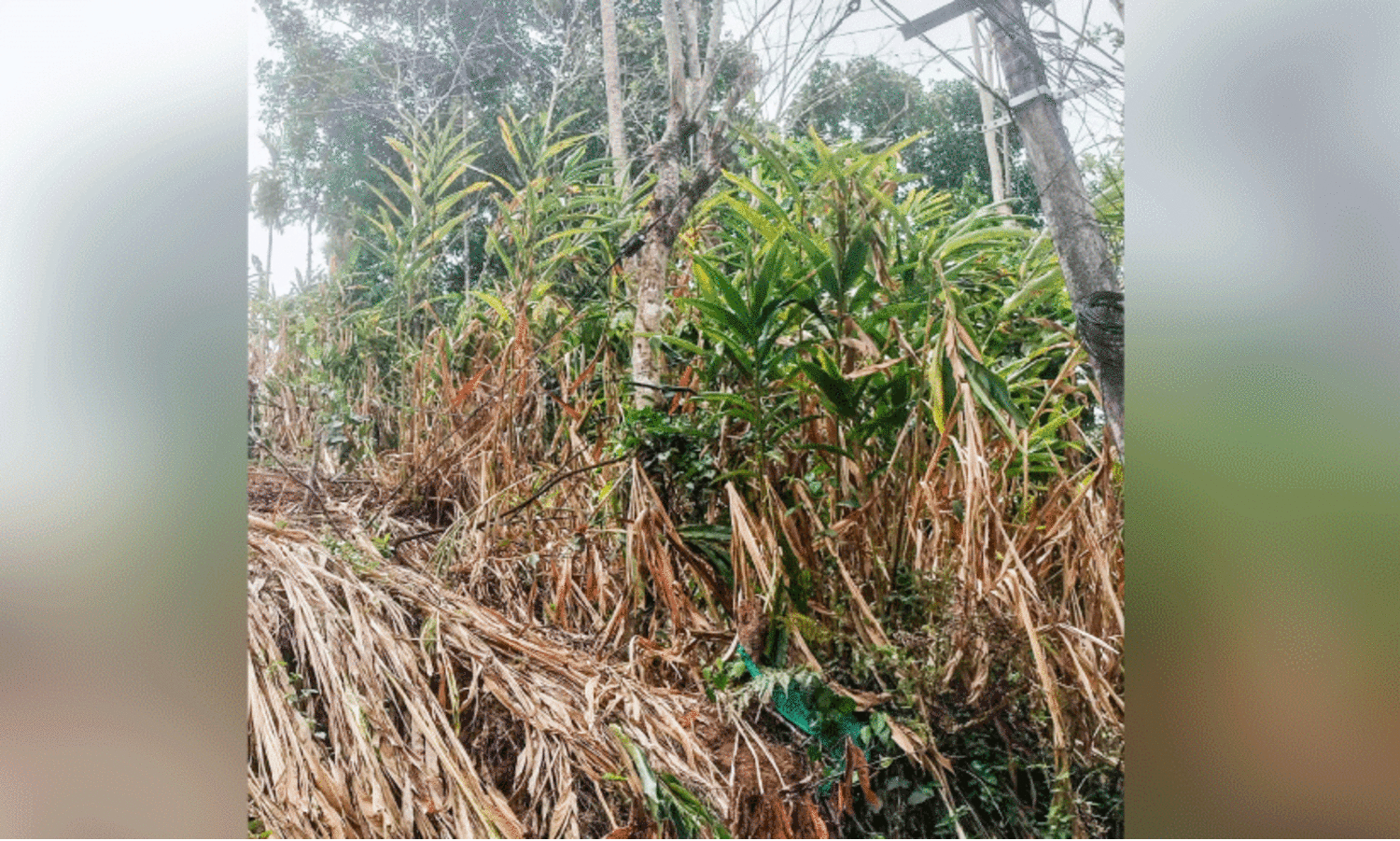 ചൂട് കഠിനം; കരിഞ്ഞുണങ്ങി കൃഷികൾ