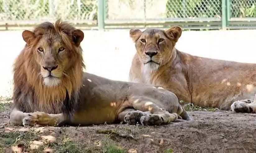 Suraj & Tanaya: Bengal proposes new names for lions Akbar, Sita
