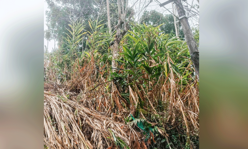 ചൂട് കഠിനം; കരിഞ്ഞുണങ്ങി കൃഷികൾ