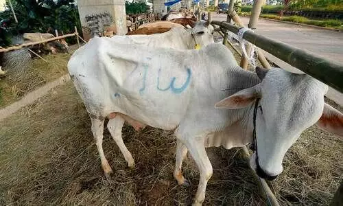cow