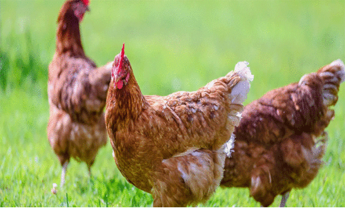 കടുത്ത ചൂടിൽ കോഴികൾ ചാവുന്നു; കർഷകർ ദുരിതത്തിൽ