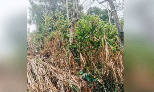 ചൂട് കഠിനം; കരിഞ്ഞുണങ്ങി കൃഷികൾ ചൂട് കഠിനം; കരിഞ്ഞുണങ്ങി കൃഷികൾ