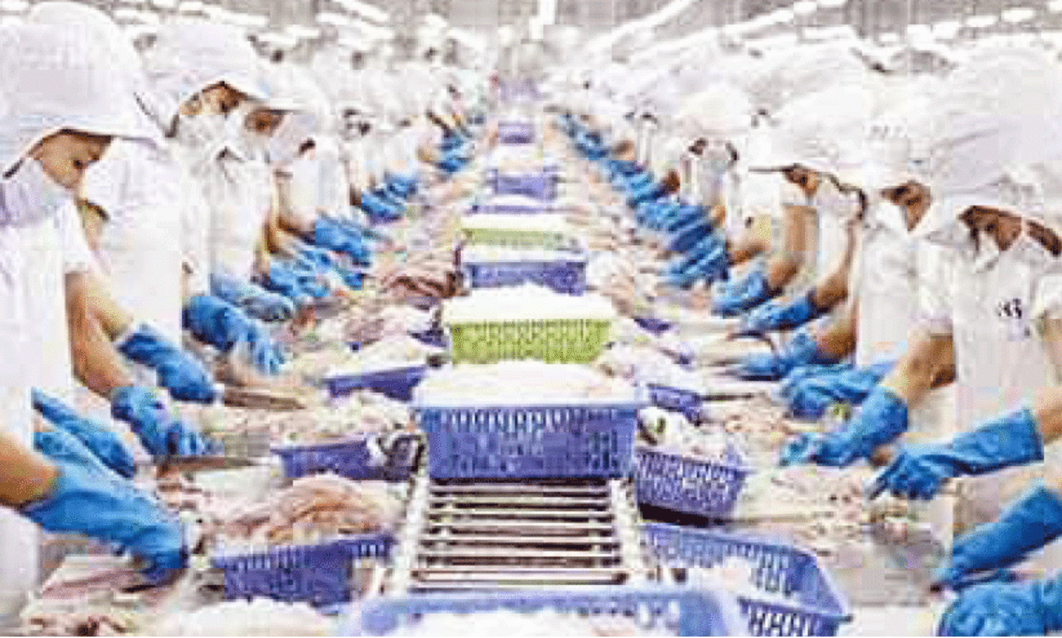 തെരഞ്ഞെടുപ്പിൽ നിറഞ്ഞ്​ ‘ചെമ്മീൻ’