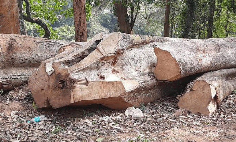 sugandhagiri tree cutting