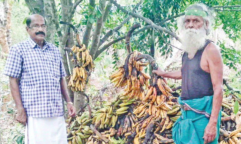 വന്യജീവികൾക്ക് ആശ്വാസം; പഴക്കുലകളുമായി കല്ലൂർ ബാലൻ വന്യജീവികൾക്ക് ആശ്വാസം; പഴക്കുലകളുമായി കല്ലൂർ ബാലൻ