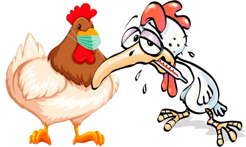 വീണ്ടും എത്തുമോ? പക്ഷിപ്പനി ആശങ്കയിൽ കോട്ടയം ജില്ല വീണ്ടും എത്തുമോ? പക്ഷിപ്പനി ആശങ്കയിൽ കോട്ടയം ജില്ല