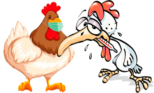 വീണ്ടും എത്തുമോ? പക്ഷിപ്പനി ആശങ്കയിൽ കോട്ടയം ജില്ല