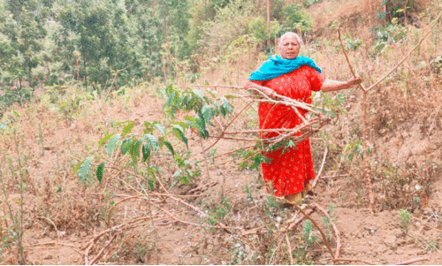 കീഴാന്തൂരിലെ വന്യമൃഗ ശല്യം; കൃഷി ചെയ്യാനാകാതെ പ്രദേശവാസികൾ കീഴാന്തൂരിലെ വന്യമൃഗ ശല്യം; കൃഷി ചെയ്യാനാകാതെ പ്രദേശവാസികൾ