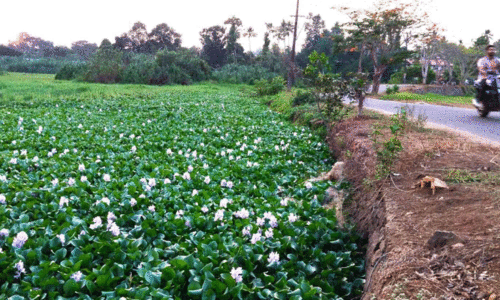 ഇത് പൂന്തോട്ടമോ കൃഷിത്തോട്ടമോ അല്ല; തെളിനീരൊഴുകിയ പെരിയാറിന്‍റെ കൈവഴി