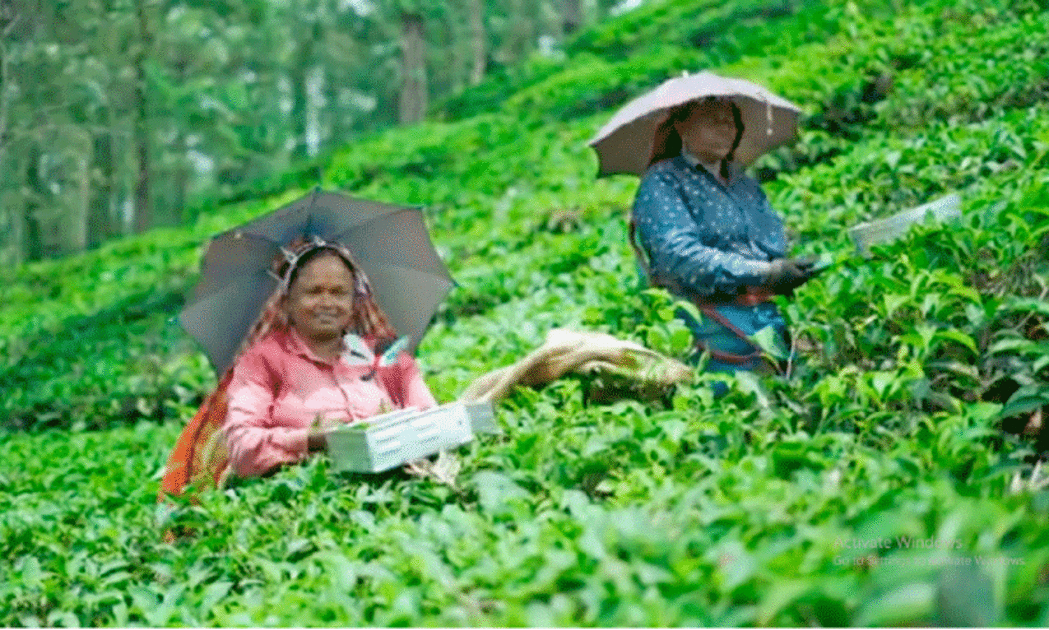 Thumpi Vampumai educational video