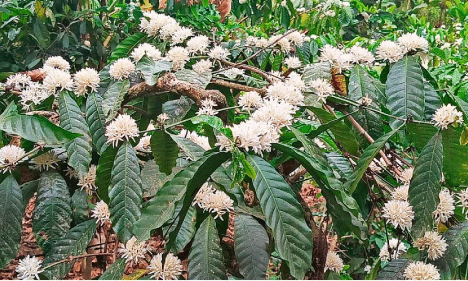Coffee bloomed; and the peasant mind