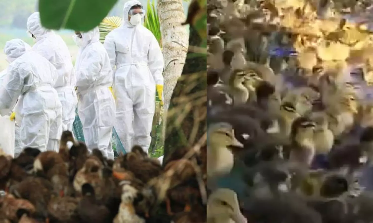 പക്ഷിപ്പനി: പഞ്ചായത്ത് തല സമിതികള്‍ കൂടി മേല്‍നടപടികള്‍ സ്വീകരിക്കും