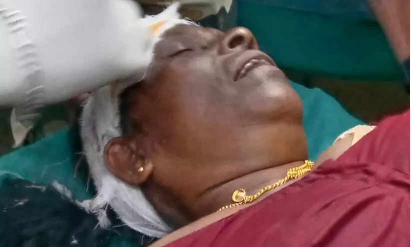 കാട്ടാന ആക്രമണത്തിൽ വിനോദ സഞ്ചാരിയടക്കം രണ്ടു പേർക്ക് പരിക്ക് കാട്ടാന ആക്രമണത്തിൽ വിനോദ സഞ്ചാരിയടക്കം രണ്ടു പേർക്ക് പരിക്ക്