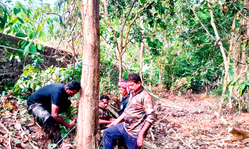 ആറളത്തെ കാട്ടാനശല്യം; സുരക്ഷക്ക് ആര്.ആര്.ടിയും പട്രോളിങ് സംഘവും സജ്ജം ആറളത്തെ കാട്ടാനശല്യം; സുരക്ഷക്ക് ആര്.ആര്.ടിയും പട്രോളിങ് സംഘവും സജ്ജം