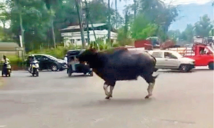 Wild buffalo again in Kalpatta city