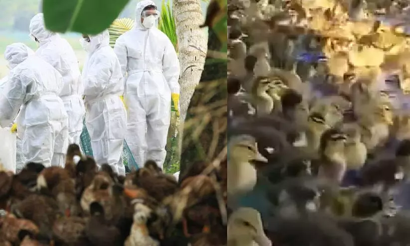 പക്ഷിപ്പനി: പഞ്ചായത്ത് തല സമിതികള്‍ കൂടി മേല്‍നടപടികള്‍ സ്വീകരിക്കും