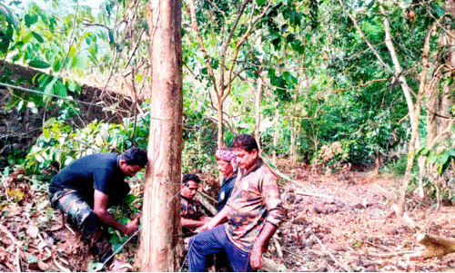 ആ​റ​ള​ത്തെ കാ​ട്ടാ​ന​ശ​ല്യം; സു​ര​ക്ഷ​ക്ക് ആ​ര്‍.​ആ​ര്‍.​ടി​യും പ​ട്രോ​ളി​ങ് സം​ഘ​വും സ​ജ്ജം