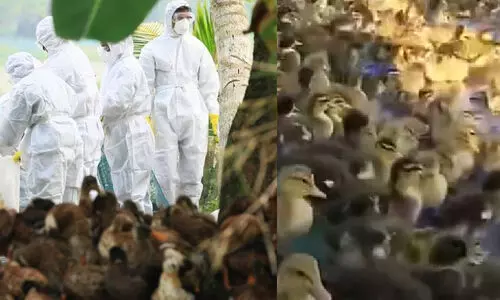 പക്ഷിപ്പനി: പഞ്ചായത്ത് തല സമിതികള്‍ കൂടി മേല്‍നടപടികള്‍ സ്വീകരിക്കും