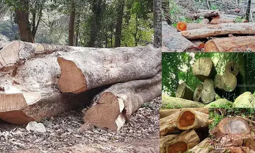 സുഗന്ധഗിരി മരംമുറി: വിശദീകരണം നൽകാനുള്ള സാവകാശം നൽകാത്തതിന് പിന്നിൽ ദൂരൂഹതയെന്ന് ആക്ഷേപം