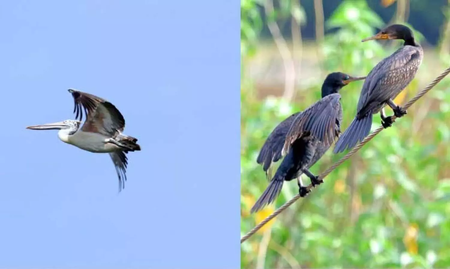 പ​ക്ഷി പ​റു​ദീ​സ​യി​ൽ