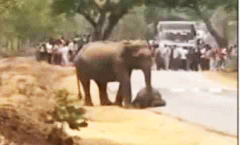 കുട്ടിയാനയുടെ ജഡത്തിനരികെ നിലയുറപ്പിച്ച പിടിയാന ഗതാഗതം തടഞ്ഞു