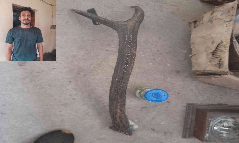 മാൻകൊമ്പും മാരകായുധങ്ങളുമായി യുവാവ് പിടിയിൽ മാൻകൊമ്പും മാരകായുധങ്ങളുമായി യുവാവ് പിടിയിൽ