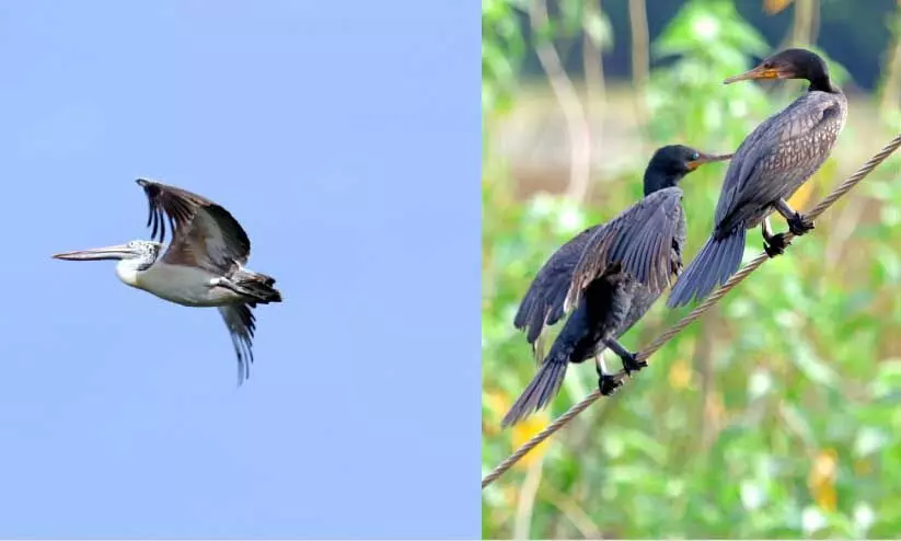 പ​ക്ഷി പ​റു​ദീ​സ​യി​ൽ