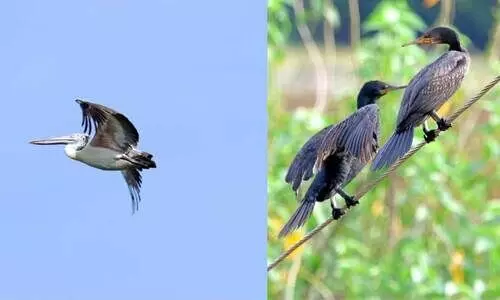 പ​ക്ഷി പ​റു​ദീ​സ​യി​ൽ