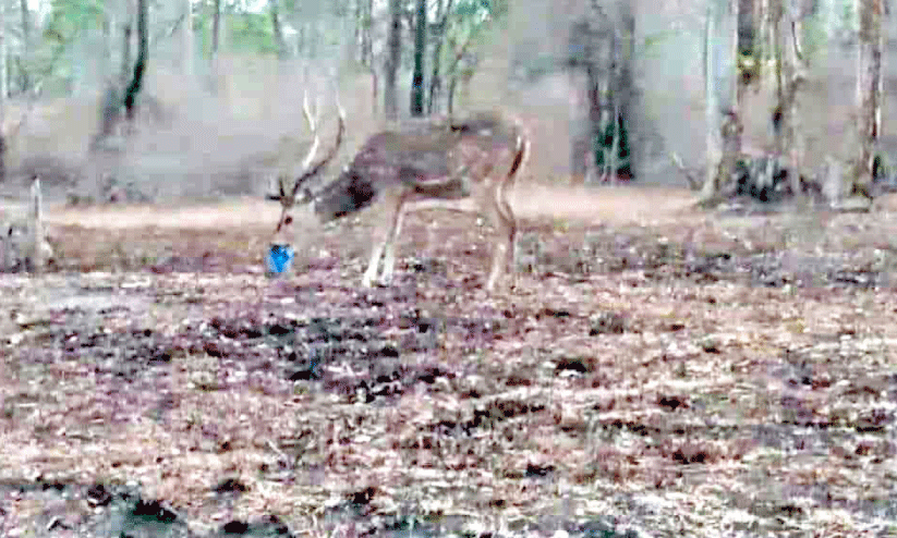 പാ​ത​യോ​ര​ങ്ങ​ളി​ൽ വ​ലി​ച്ചെ​റി​യു​ന്ന പ്ലാ​സ്റ്റി​ക് മാ​ലി​ന്യ​ം ഭ​ക്ഷി​ച്ച് മൃ​ഗ​ങ്ങ​ൾ