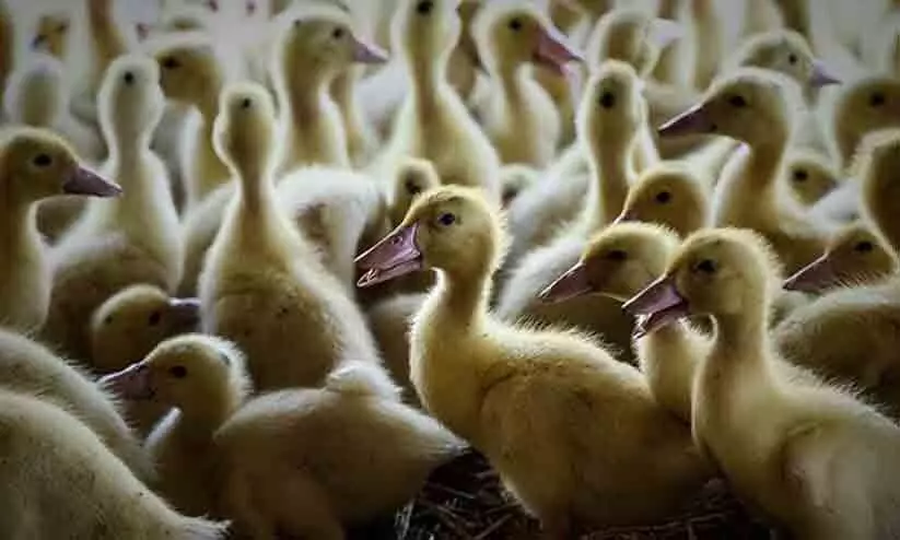 പക്ഷിപ്പനി:തമിഴ്നാട് അതിര്‍ത്തിയില്‍ കർശന പരിശോധന, ഇറച്ചിയും മുട്ടയുമായി വരുന്ന വാഹനങ്ങള്‍ തിരിച്ചയക്കും