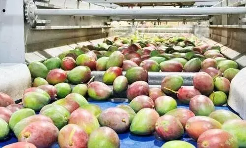 mangoes exporting to Jordan